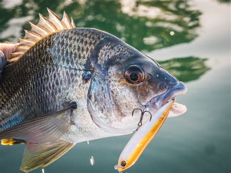 How to Catch Bream .